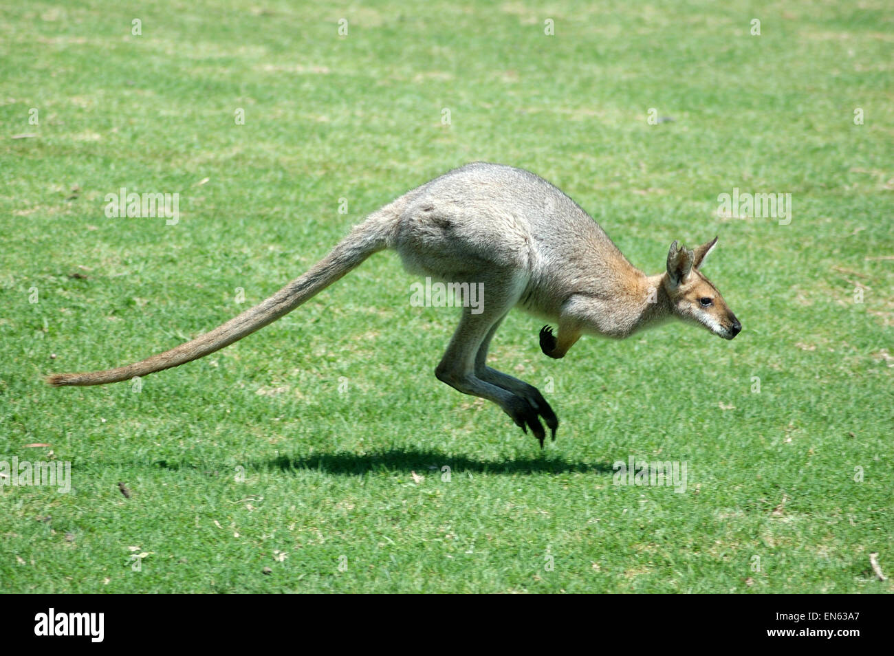 Rosso Colli, wallaby Macropus rufogriseus, noto anche come la spazzola wallaby, spazzola canguro, Brusher o rosso wallaby. Foto Stock