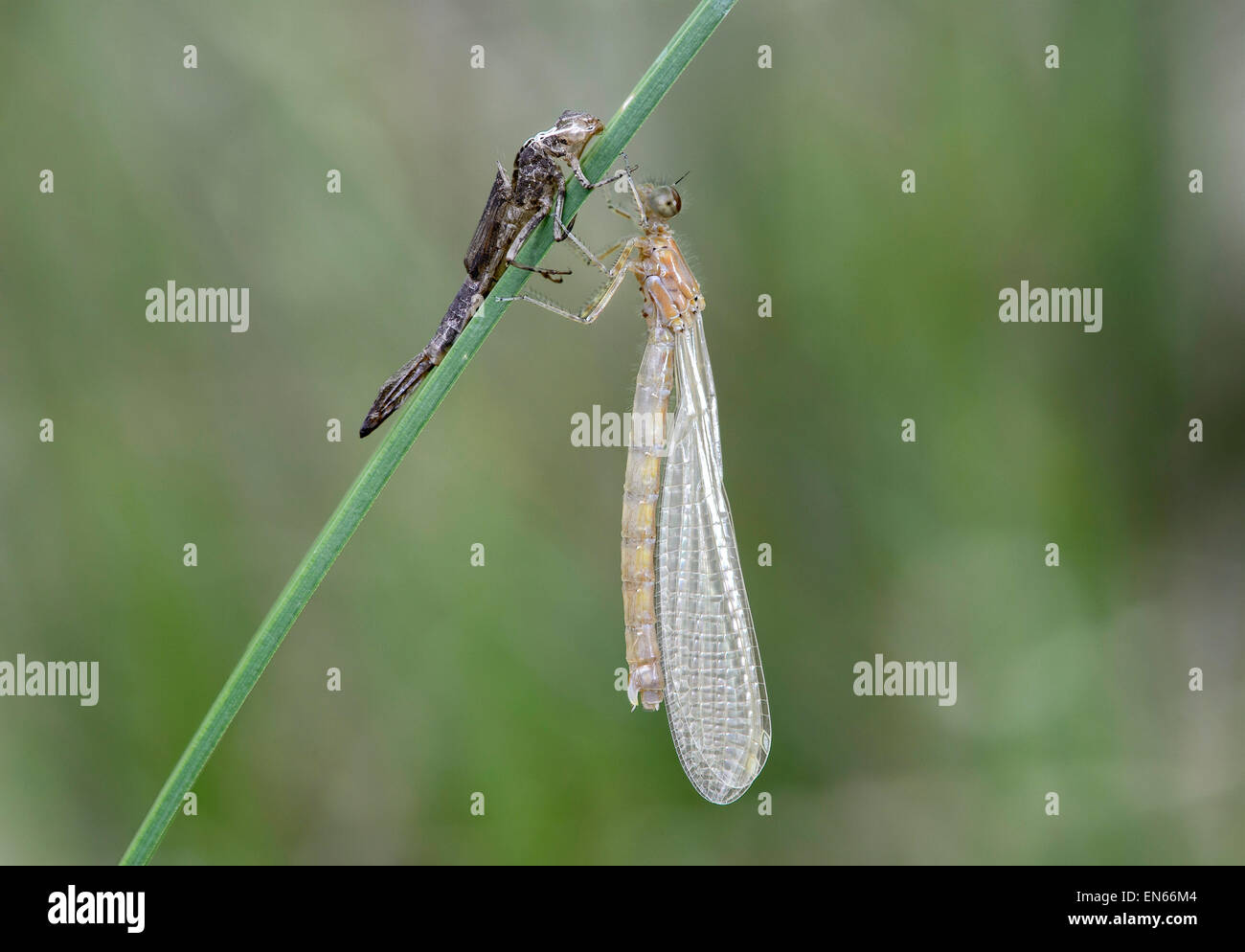Appena schiuse, pallido ancora cercando femmina damselfly azure (coenagrion puella) con vuoto larva pelle (esuvia), Svizzera Foto Stock