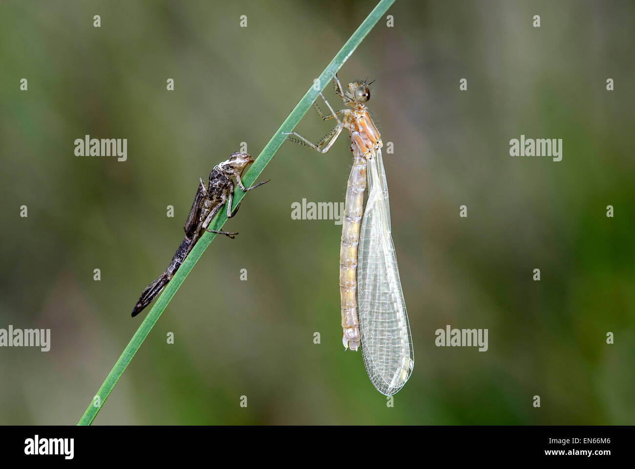 Appena schiuse, pallido ancora cercando femmina damselfly azure (coenagrion puella) con vuoto larva pelle (esuvia), Svizzera Foto Stock
