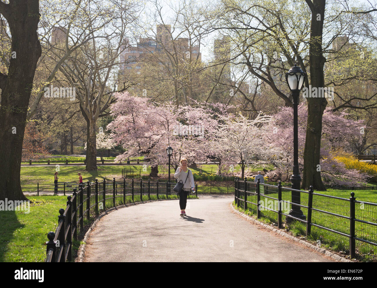Giovane donna a piedi attraverso il parco centrale, con molla blossom in background, NYC, STATI UNITI D'AMERICA Foto Stock