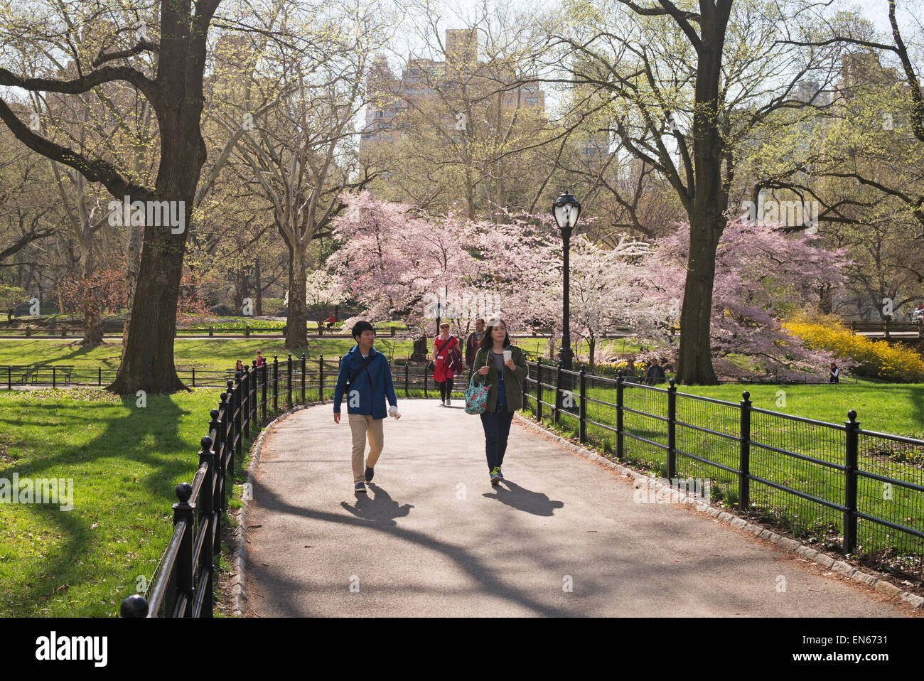 Giovane a piedi attraverso il parco centrale, con molla blossom in background, NYC, STATI UNITI D'AMERICA Foto Stock