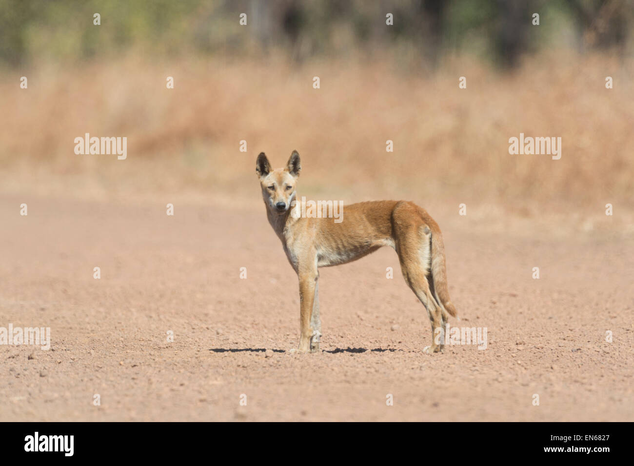 Dingo (Canis lupus dingo), Mitchell Plateau, regione di Kimberley, Western Australia, WA, Australia Foto Stock