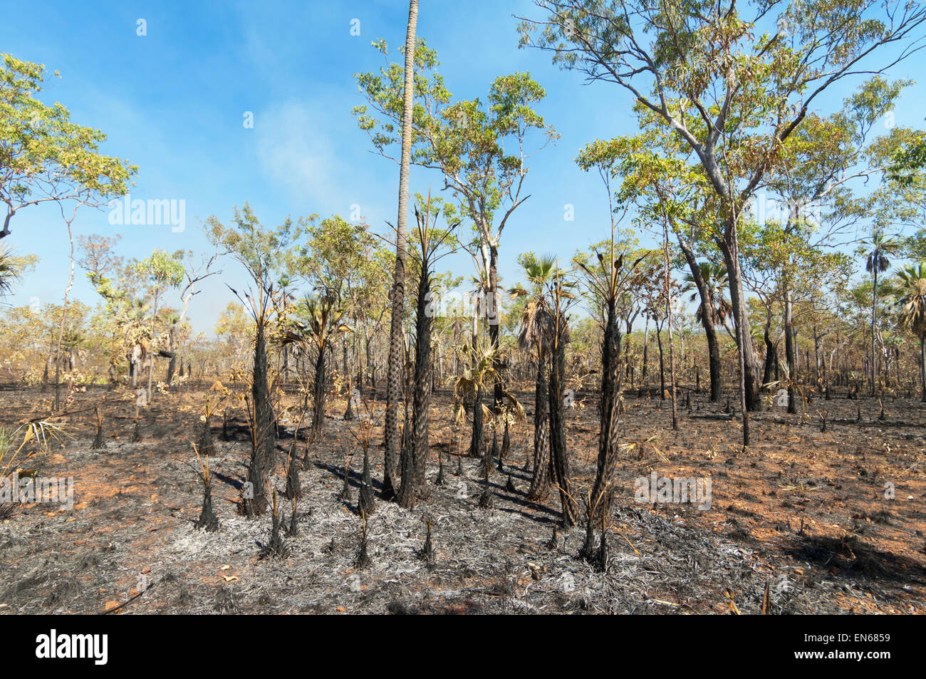 Vegetazione bruciata, Mitchell Plateau, Kimberley, Australia occidentale Foto Stock