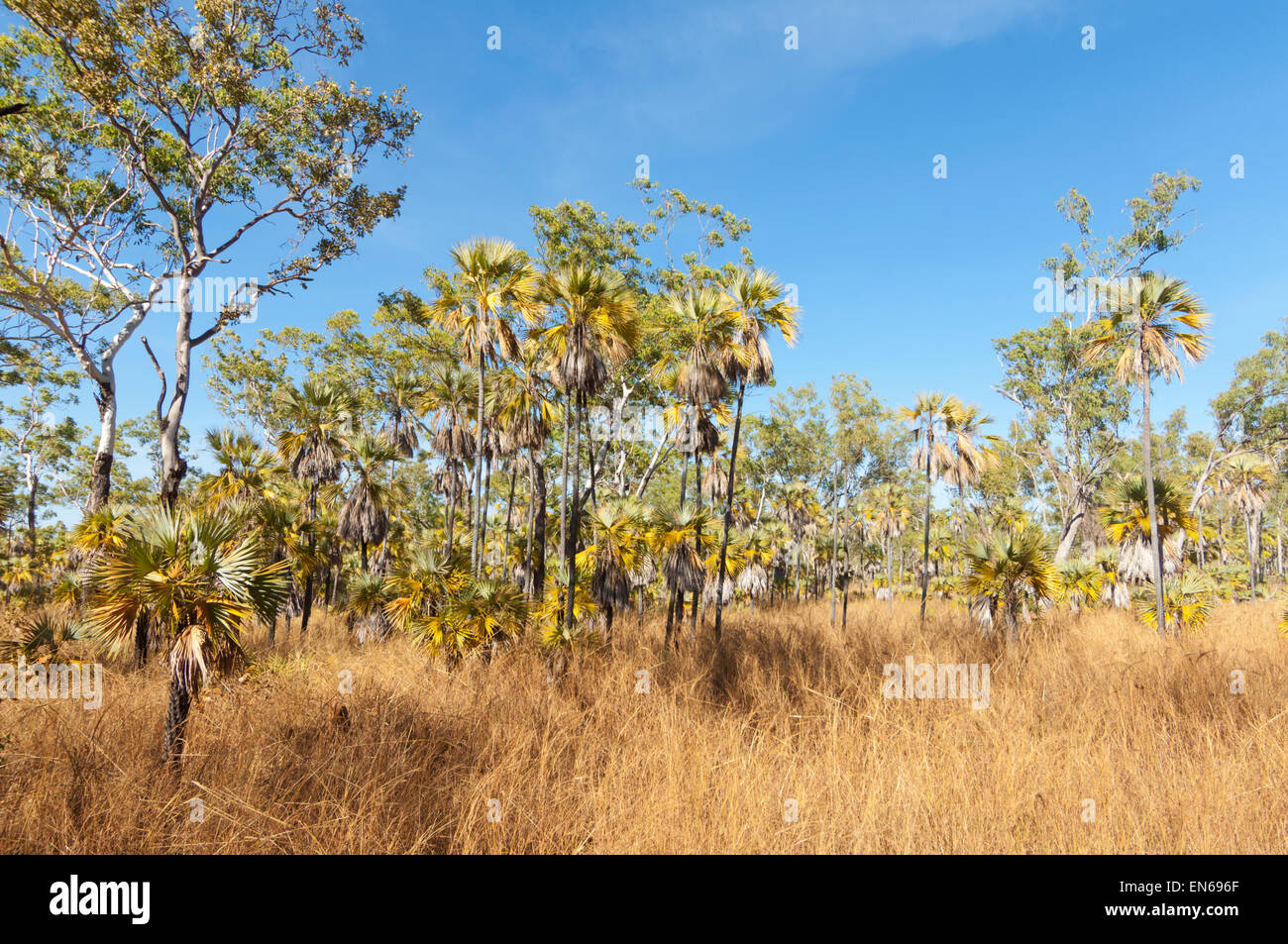 Cabbage Tree-palm (Livistona australis), Mitchell Plateau, Kimberley, Australia occidentale Foto Stock