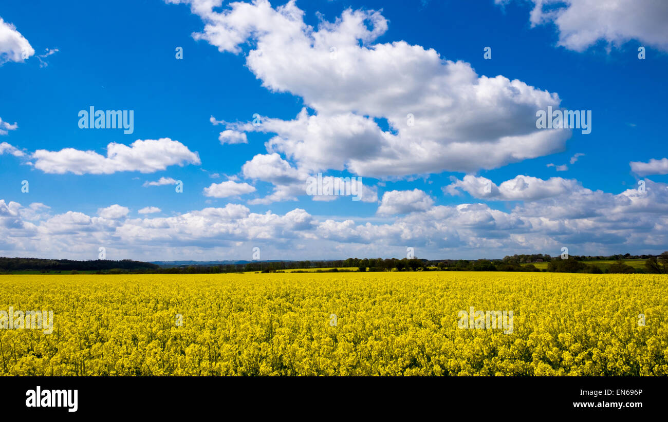 Semi di colza e di ravizzone i campi impostati contro il blu cielo nuvoloso. Foto Stock