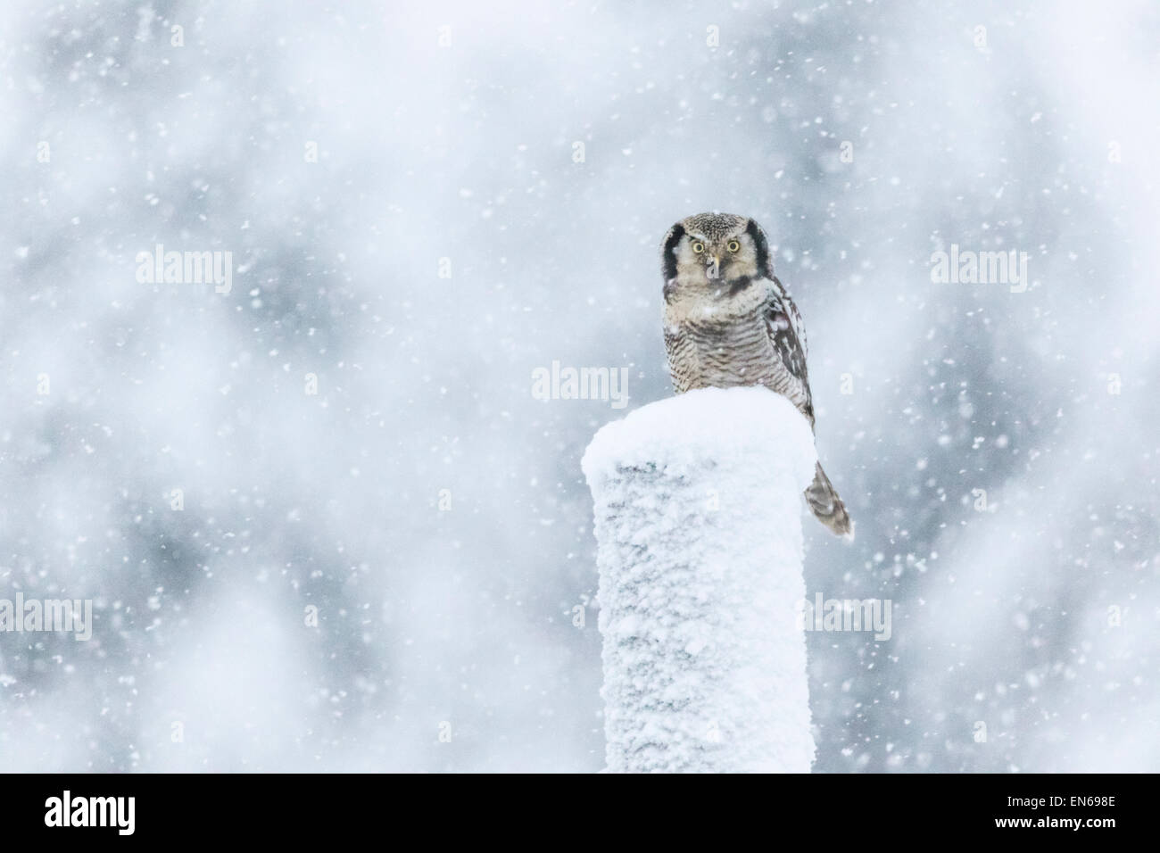 Northern Hawk-Owl, surnia ulula, seduto su un palo telefonico in tempesta di neve, guardando nella fotocamera, Gällivare, Swden, lapla svedese Foto Stock