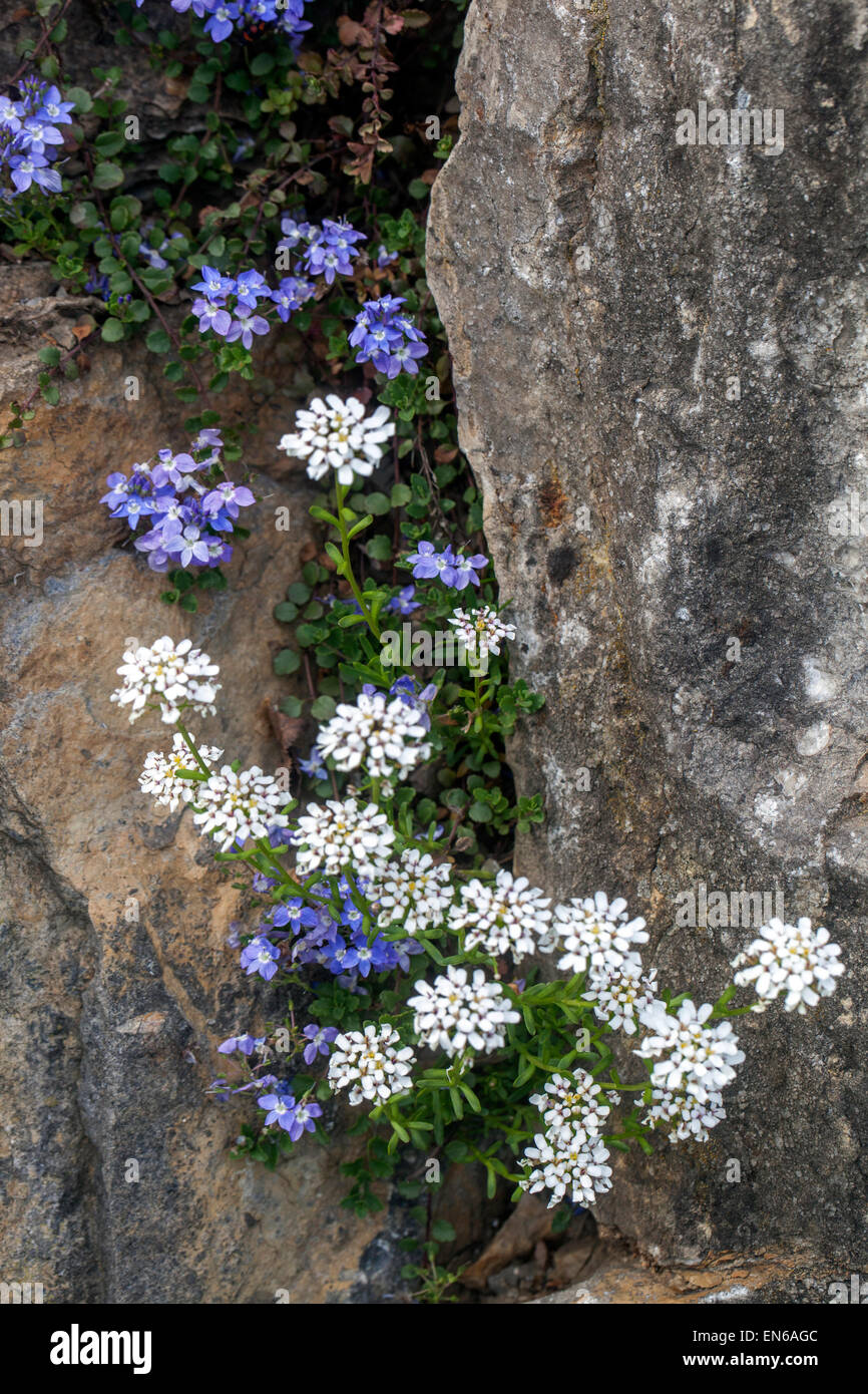 Veronica liwanesis, Iberis sempervirens, evergreen candytuft, perenne Speedwell sul giardino di roccia Foto Stock