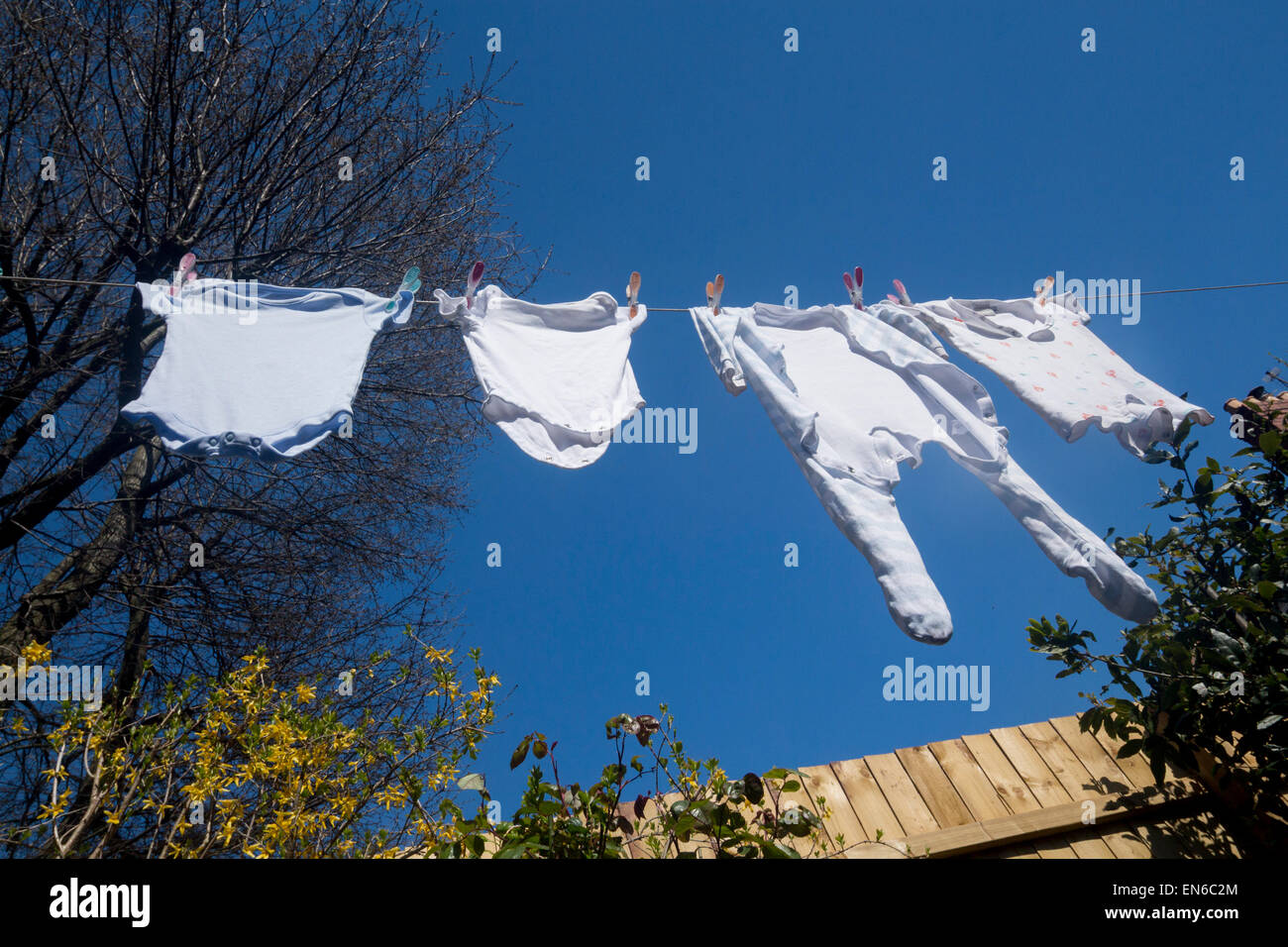 Baby boy il lavaggio stendibiancheria in linea nel giardino con boccola di forsitia, recinzione di legno e albero dietro e cielo blu sullo sfondo Foto Stock