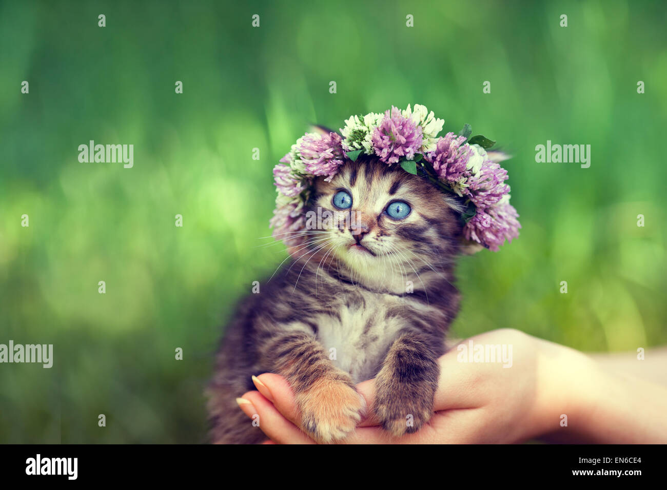 Carino gattino coronato con ciondolo Foto Stock