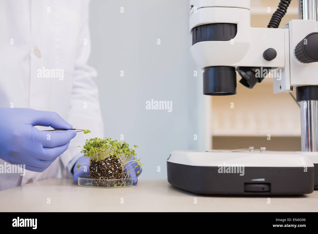 Scienziato esaminando le piante in capsula di petri Foto Stock