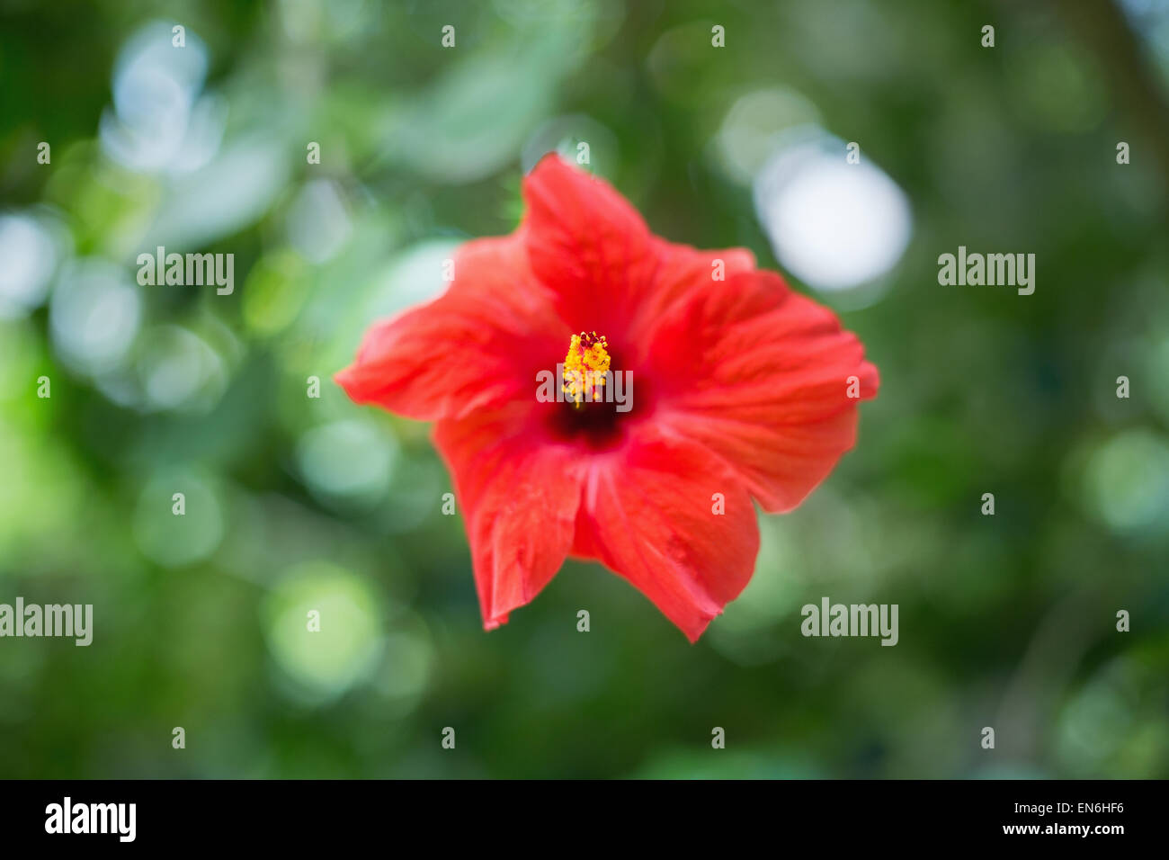 Rosso di fiori di ibisco Foto Stock