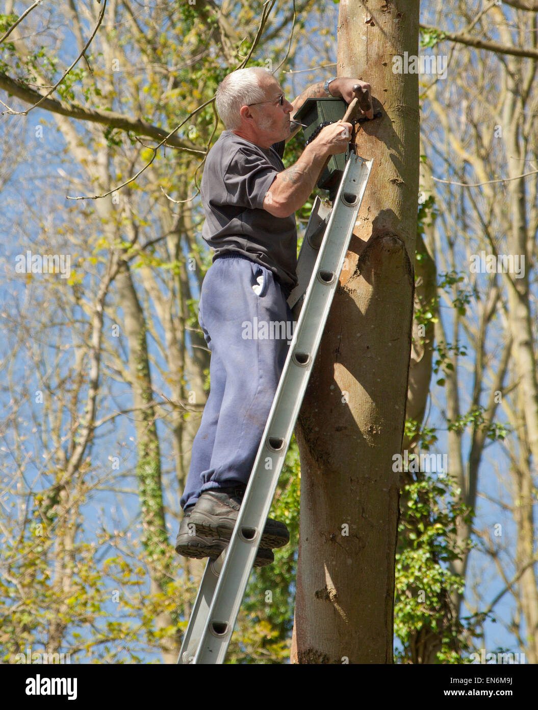 Uomo di erigere una bat box in una struttura ad albero. Foto Stock