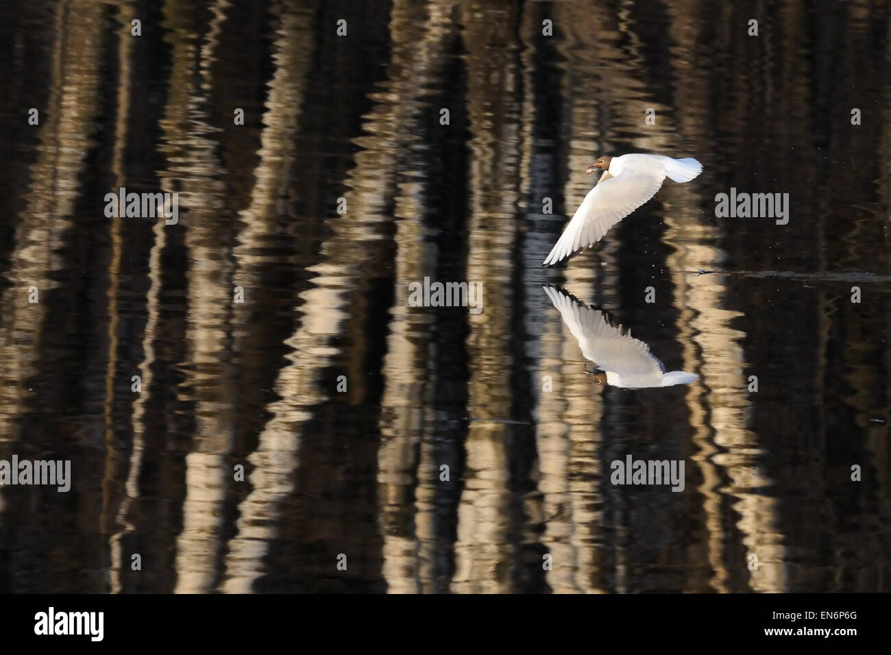 Volare a testa nera gull oltre lo stagno con ambiente ricco di texture di riflessione Foto Stock