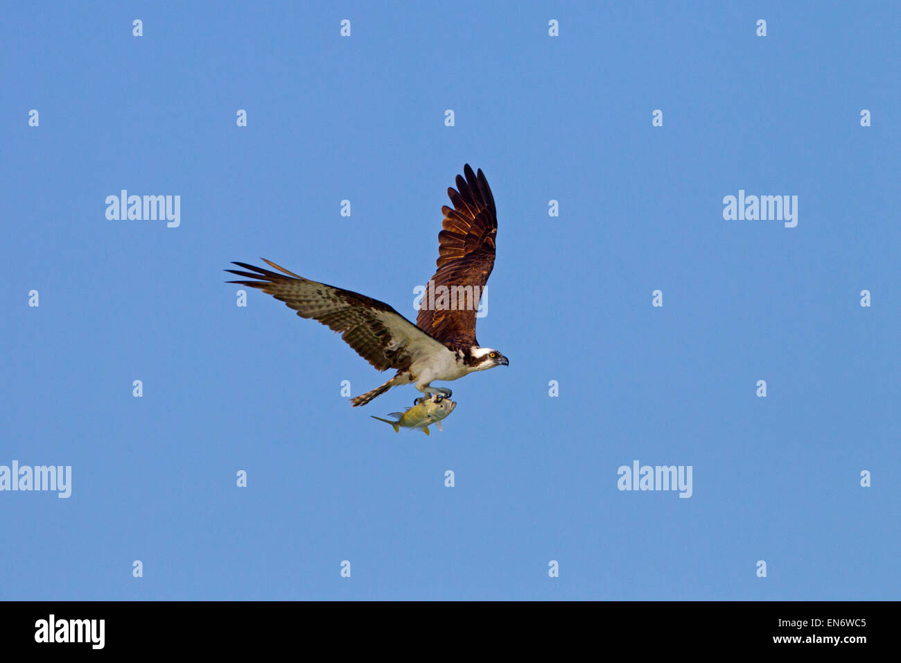 Osprey Pandion haliaetus Costa del Golfo Florida USA Foto Stock