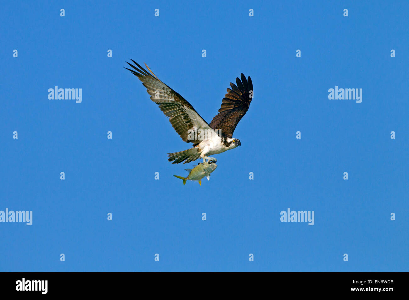 Osprey Pandion haliaetus Costa del Golfo Florida USA Foto Stock