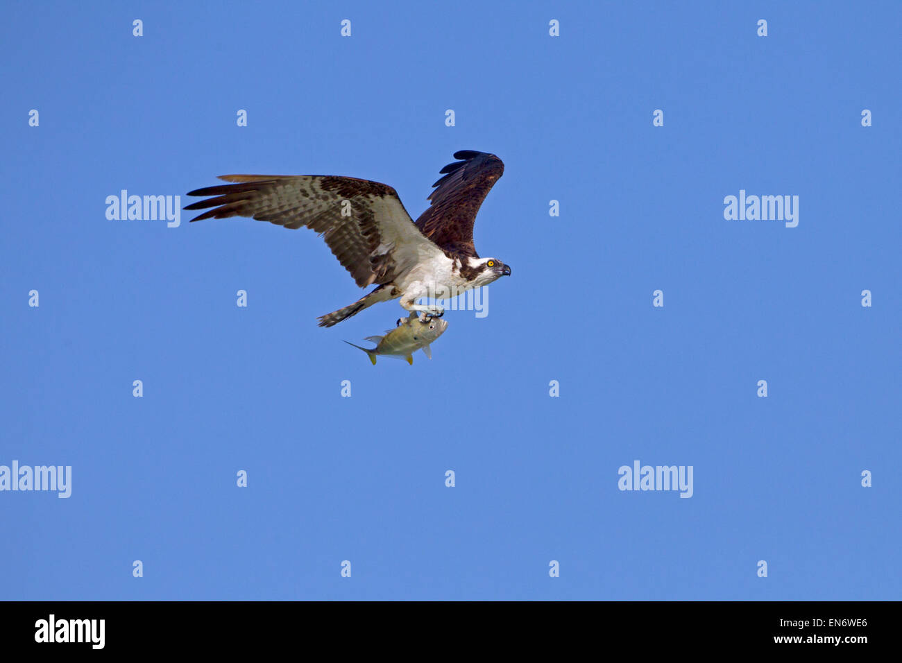 Osprey Pandion haliaetus Costa del Golfo Florida USA Foto Stock