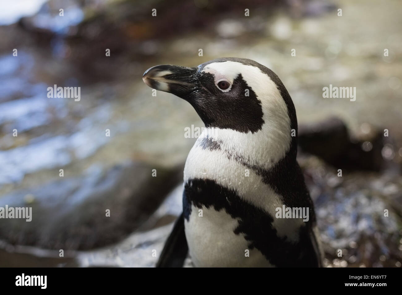 Pinguini nel loro recinto Foto Stock