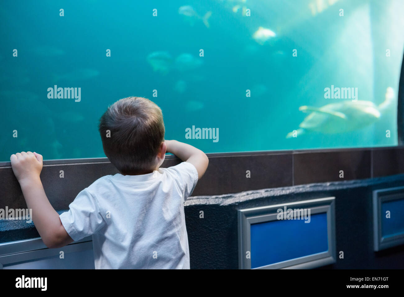 Little Boy guardando il pesce serbatoio Foto Stock