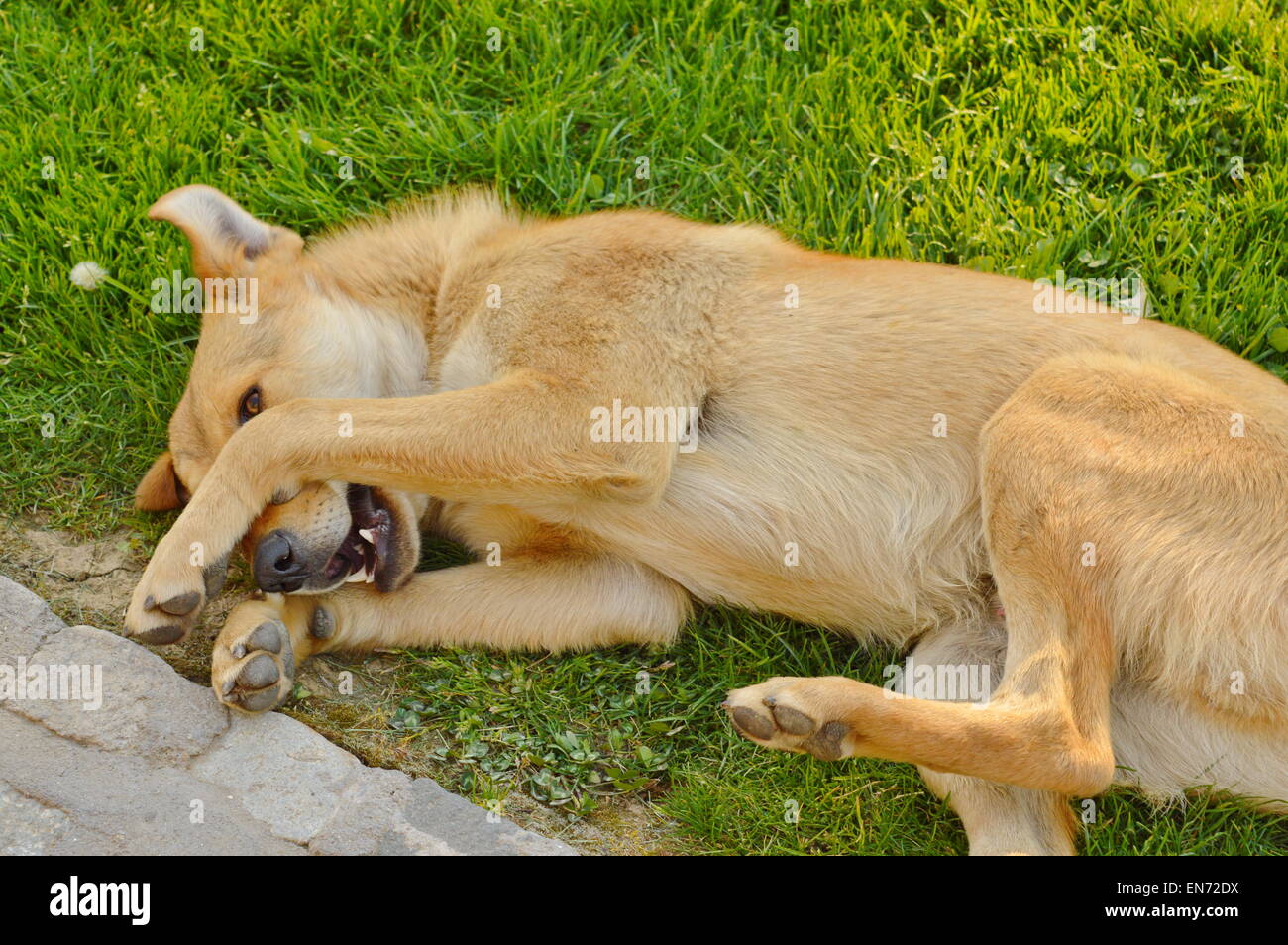 Sleepy Dog con arancio rossastro fur giacente in erba Foto Stock