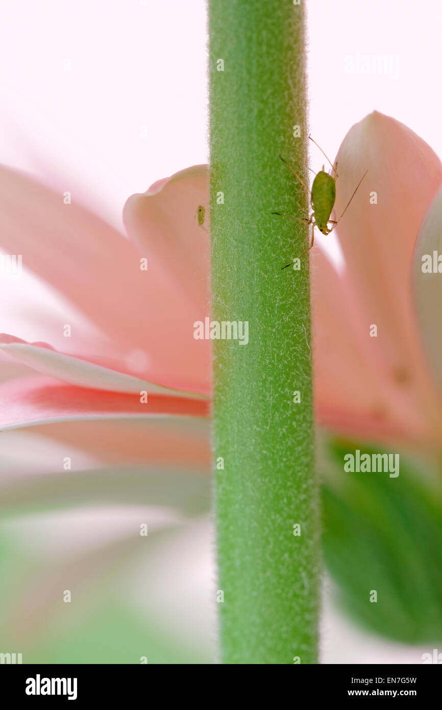 Femmina adulta afidi e la prole di piccole dimensioni sul lato inferiore di un fiore di Gerbera testa con due afidi sfocata in background Foto Stock