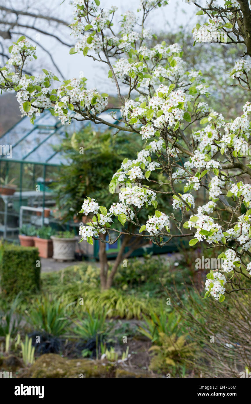 Pyrus calleryana chanticleer albero in fiore in primavera. Regno Unito Foto Stock