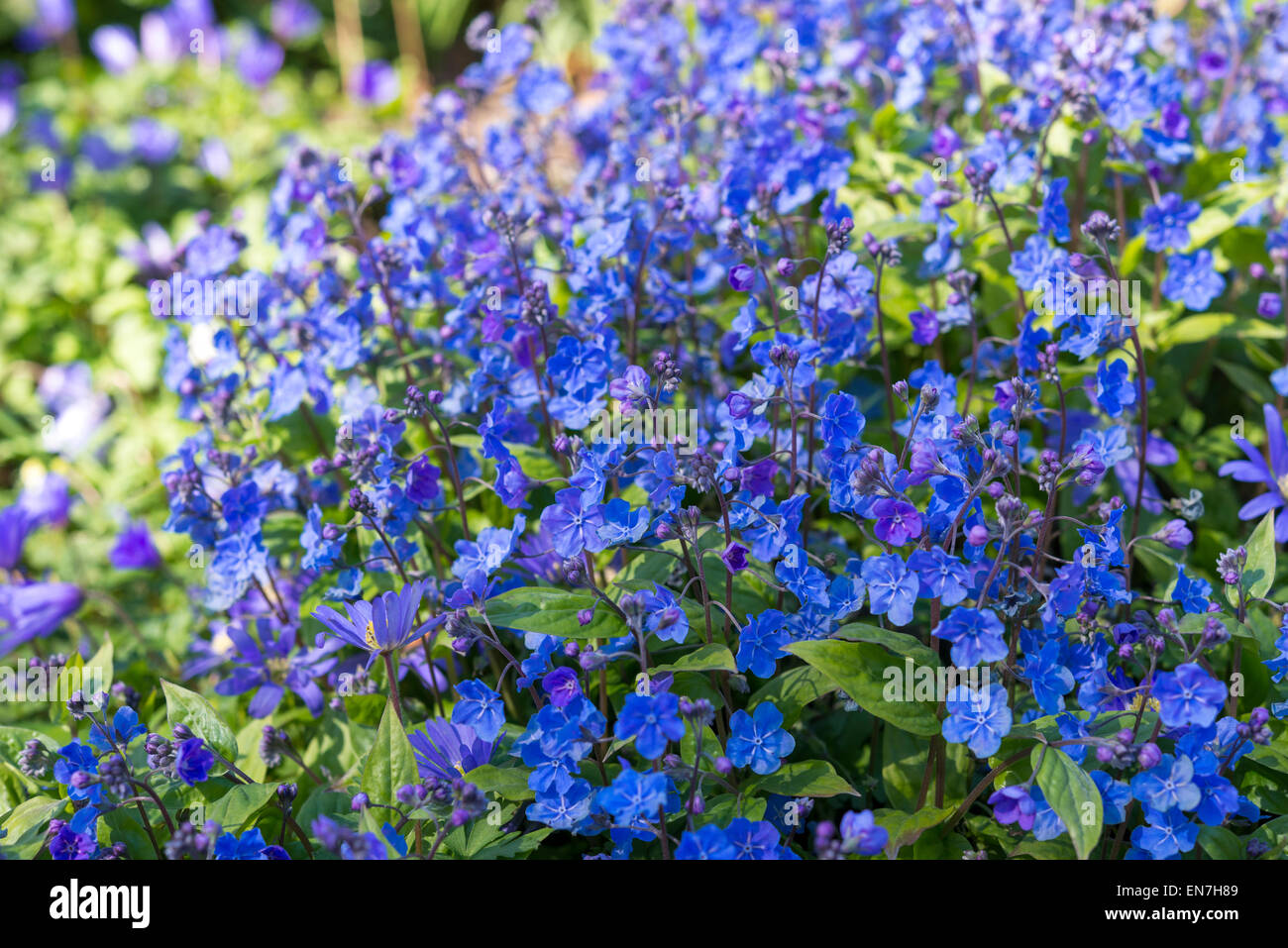 Omphalodes Cappadocica 'Cherry Ingram'. Un corto a fioritura primaverile perenne con profondo blu fiori. Foto Stock
