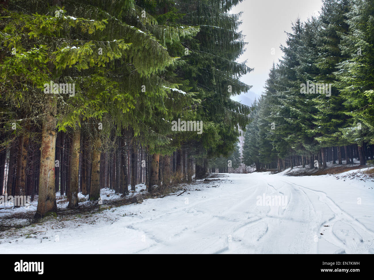 Paesaggio con la strada innevata in inverno attraverso una foresta di pini Foto Stock
