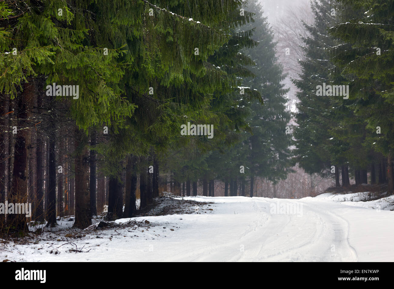 Paesaggio con la strada innevata in inverno attraverso una foresta di pini Foto Stock