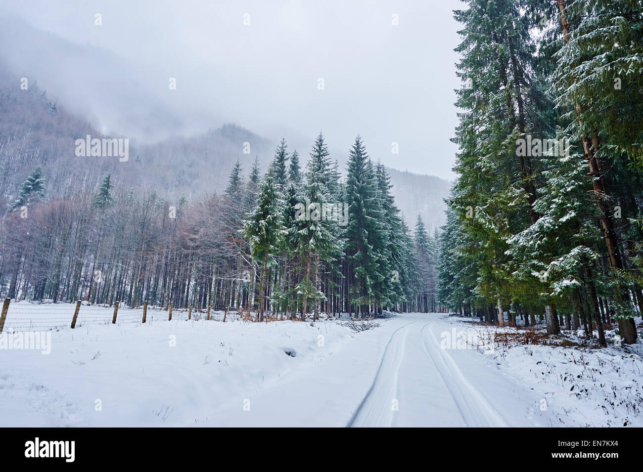 Paesaggio con la strada innevata in inverno attraverso una foresta di pini Foto Stock