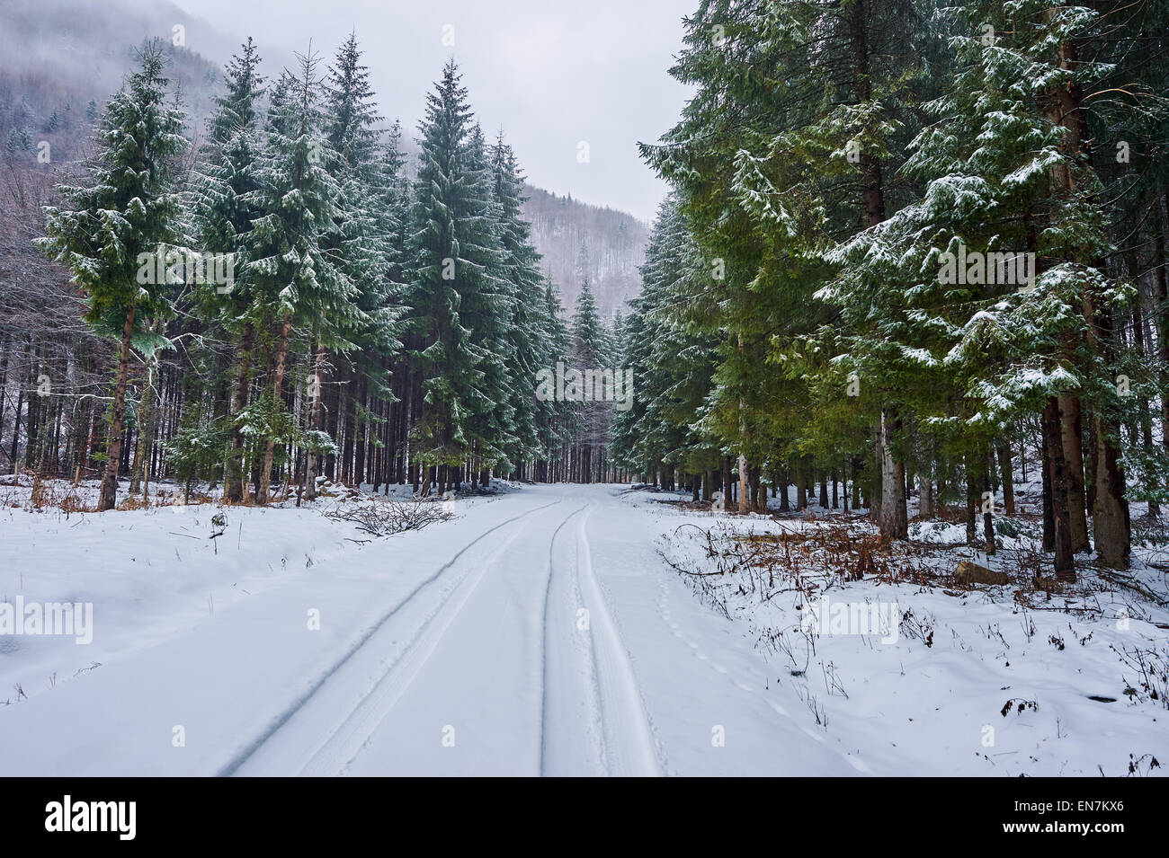 Paesaggio con la strada innevata in inverno attraverso una foresta di pini Foto Stock