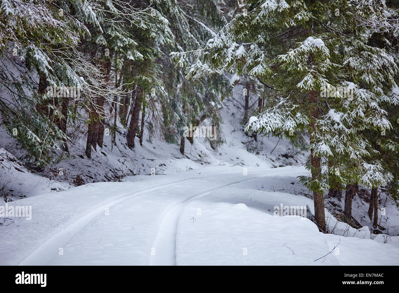 Paesaggio con la strada innevata in inverno attraverso una foresta di pini Foto Stock
