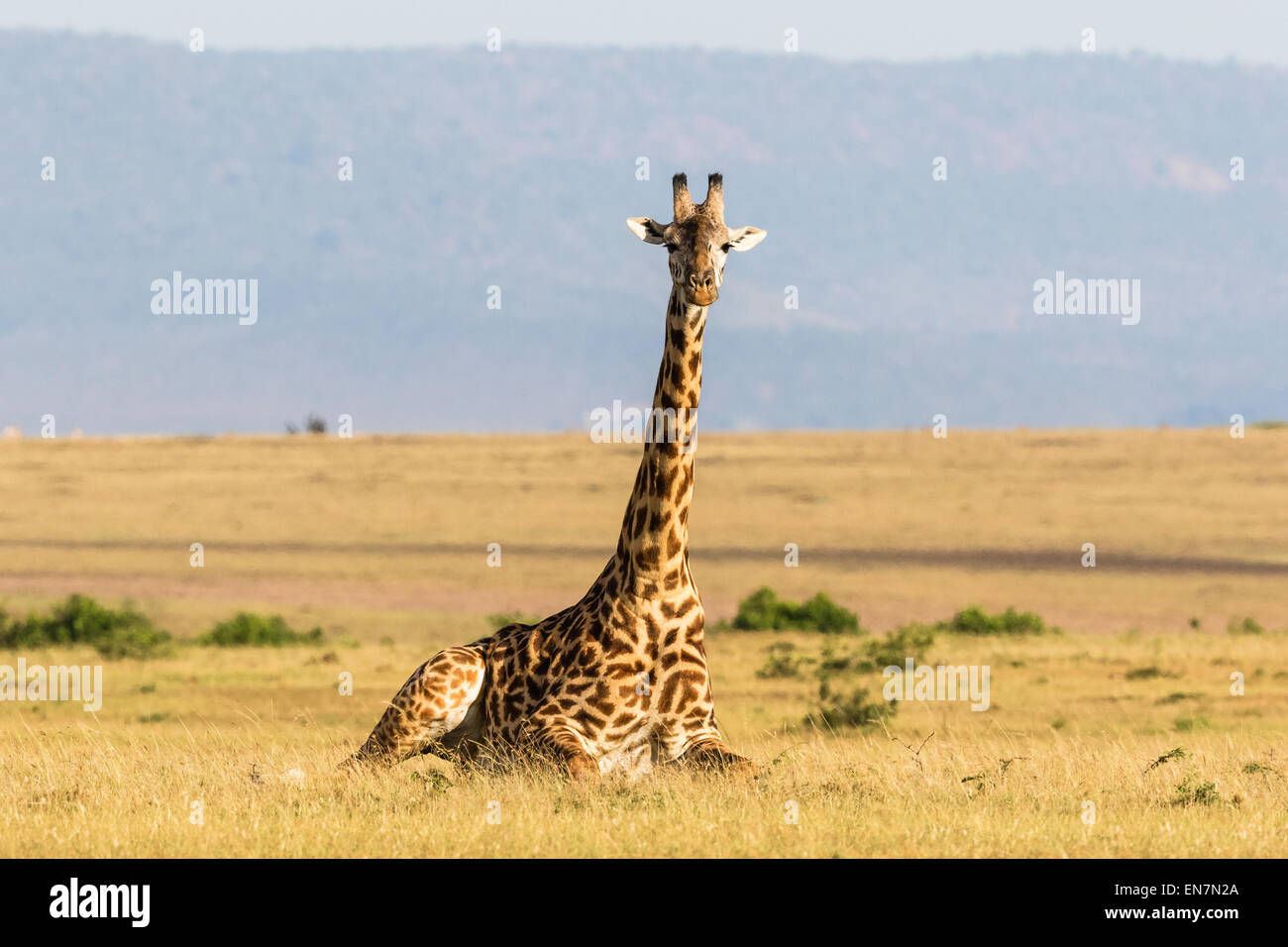 La giraffa sdraiato sulla savana in Masai Mara Foto Stock