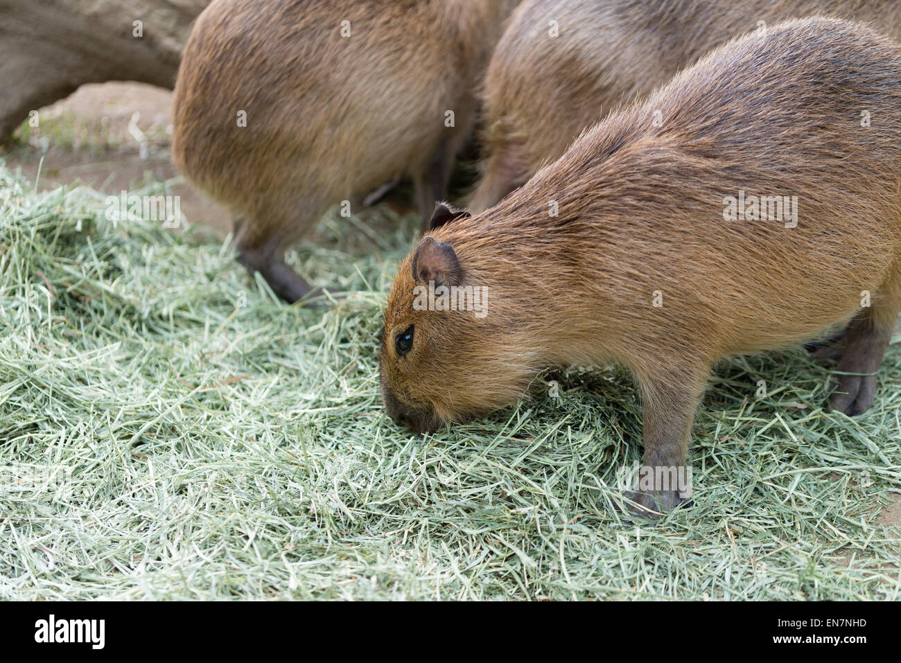 A pochi capybaras mangiare erba essiccata. Foto Stock