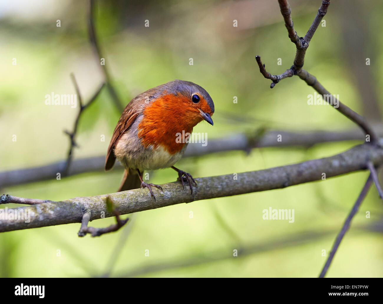 Robin appollaiato su un ramo. Hurst Prati, West Molesey Surrey, Inghilterra. Foto Stock