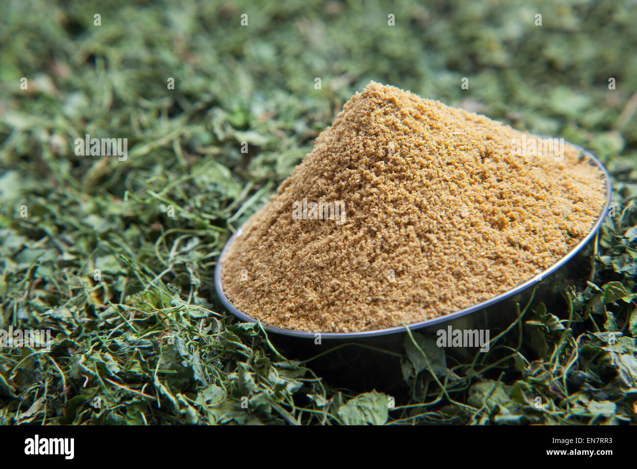 Close up di coriandolo in polvere in un recipiente e le foglie di coriandolo Foto Stock