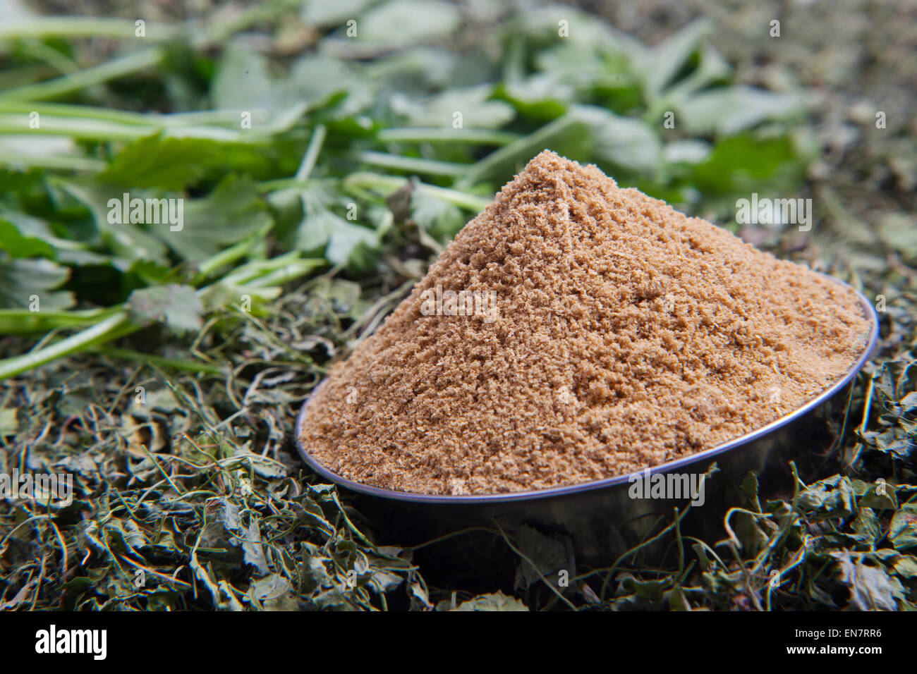 Close up di coriandolo in polvere in una ciotola e foglie di coriandolo Foto Stock