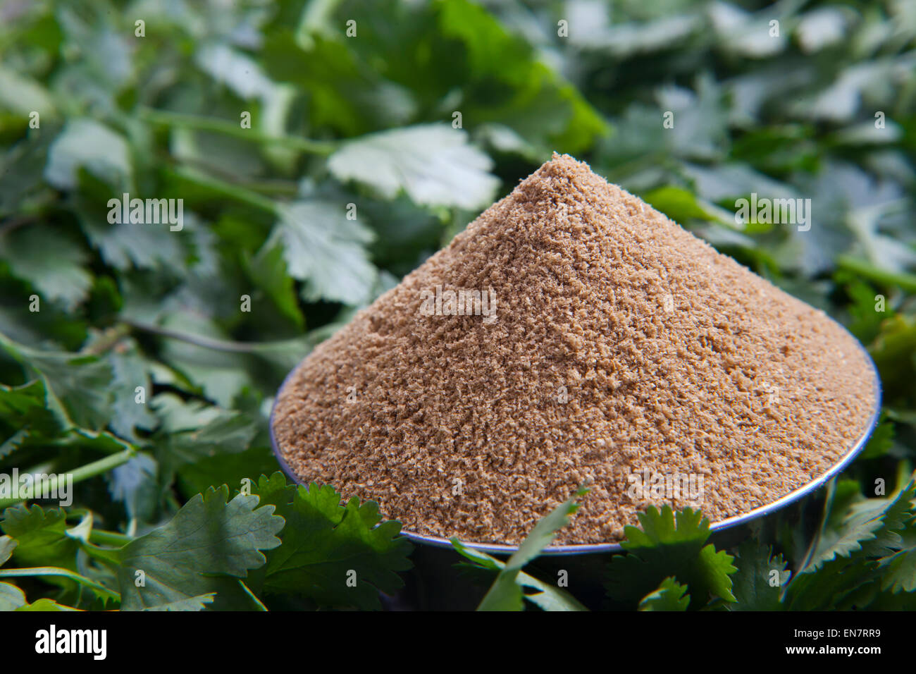 Close up di coriandolo in polvere in una ciotola e foglie di coriandolo Foto Stock