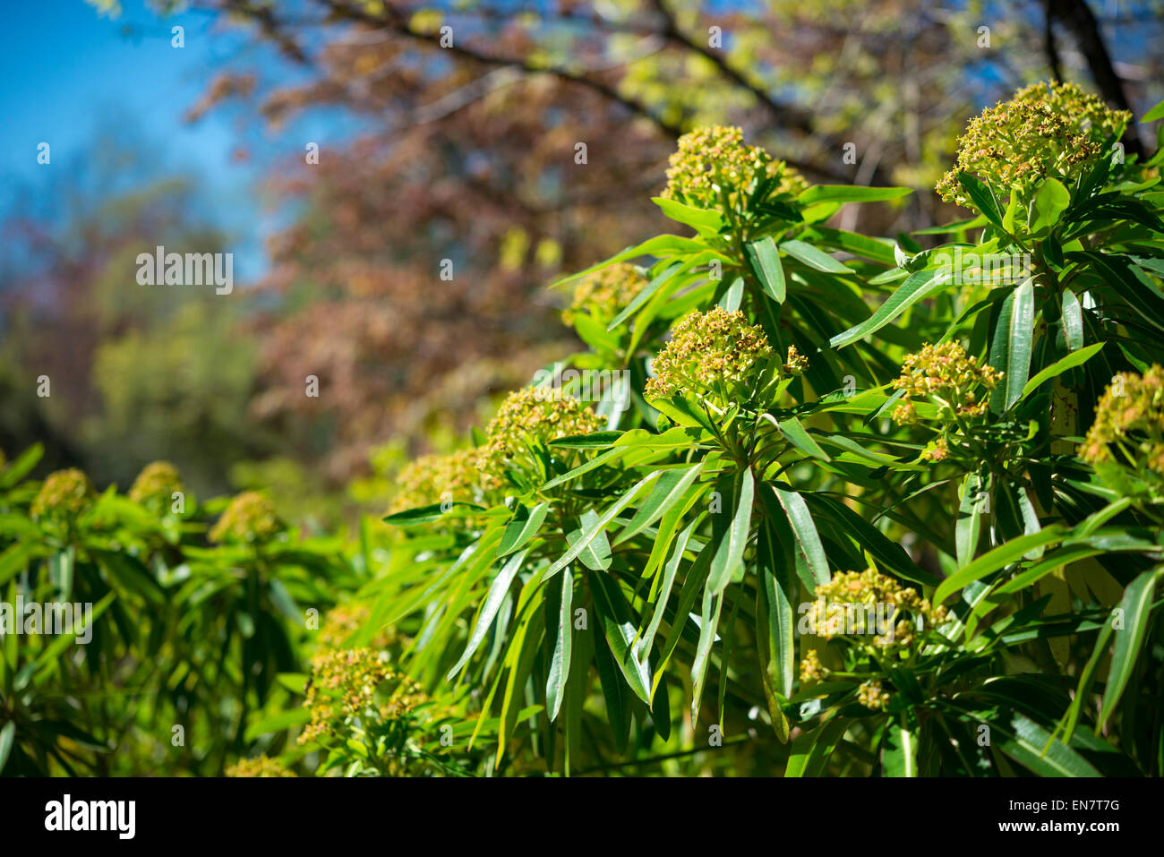 Euphorbia mellifera in fiore. Un'immagine di un'insolita le teste dei fiori che odore di miele. Foto Stock