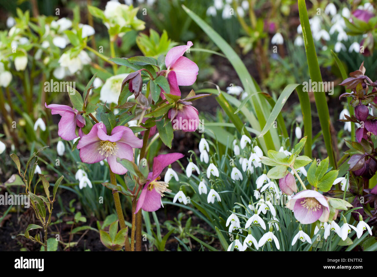 Pretty Pink Hellebors piantato in un giardino di confine tra le racchette da neve, Inghilterra, Regno Unito Foto Stock