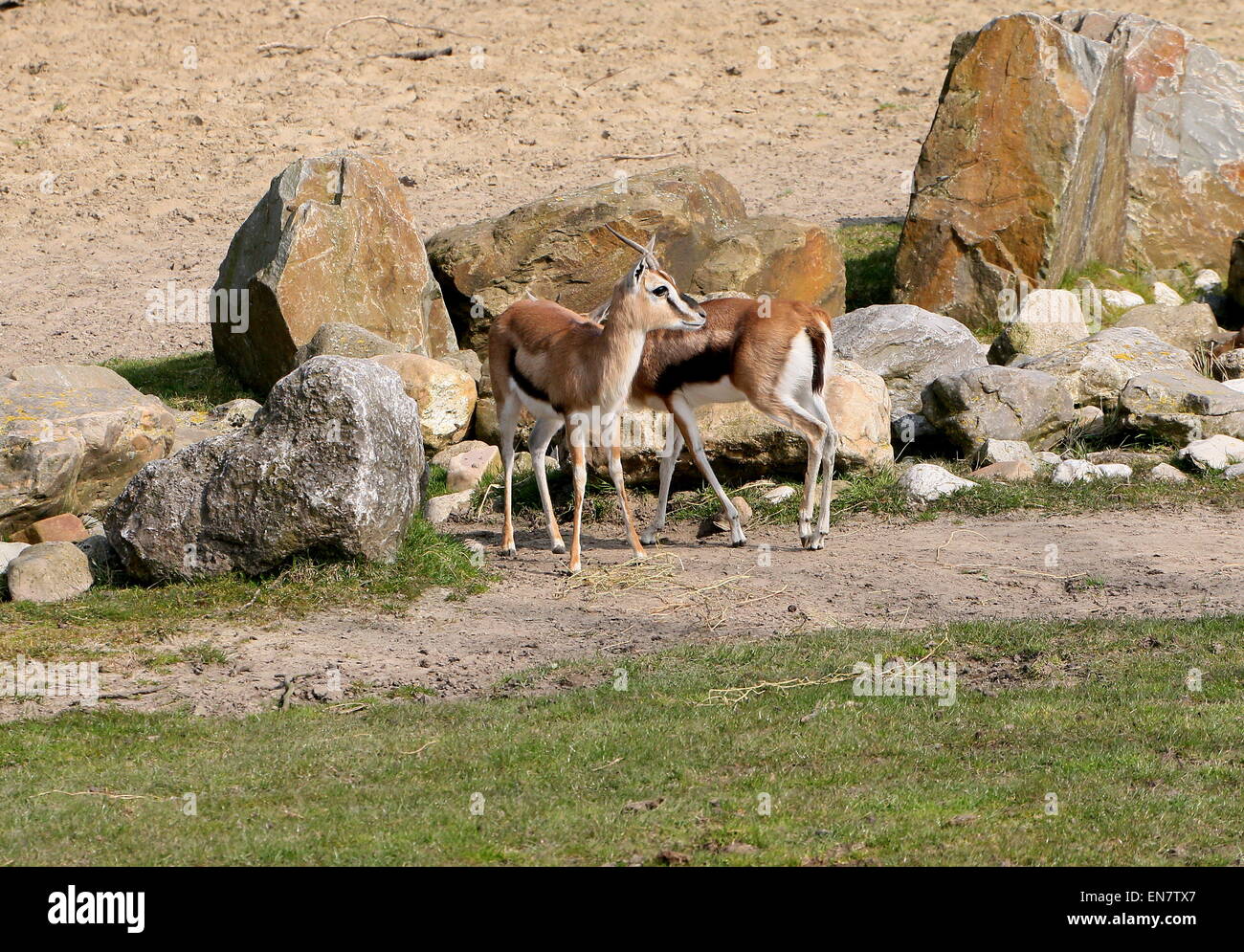 Due East African Thomson gazzelle (Eudorcas thomsonii, Gazella thomsoni) Foto Stock