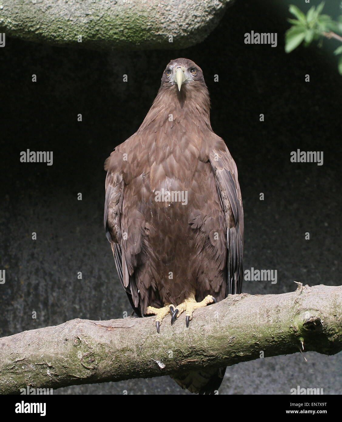 Primo piano di un Europeo bianco-tailed Sea Eagle (Haliaeetus albicilla) appollaiate su un ramo Foto Stock