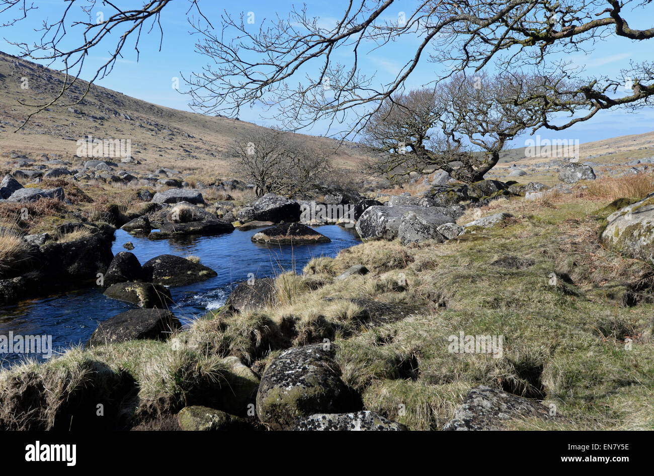 Nero a Tor Copse sul Parco Nazionale di Dartmoor. Alta altitudine bosco di querce sulla West Okement fiume. Rocce di granito, licheni e muschi. Foto Stock