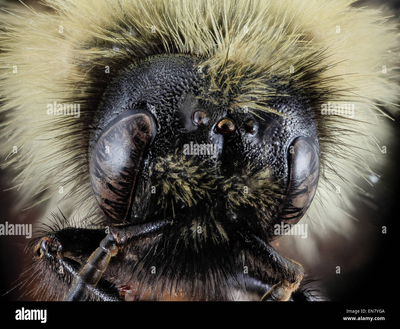 Bombus citrinus, maschio, viso, Cecil County,MD 2013-11-14-09.29.06 ZS PMax Foto Stock