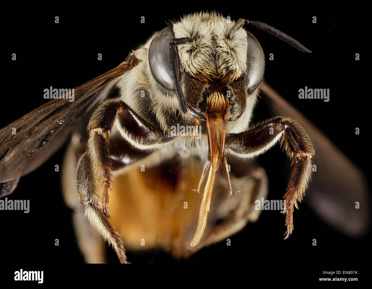 Megachile albisecta, F, Faccia, Grecia, isole dell' Egeo, Lesbo, Mytilene 2015-03-10-11.55.11 ZS PMax Foto Stock