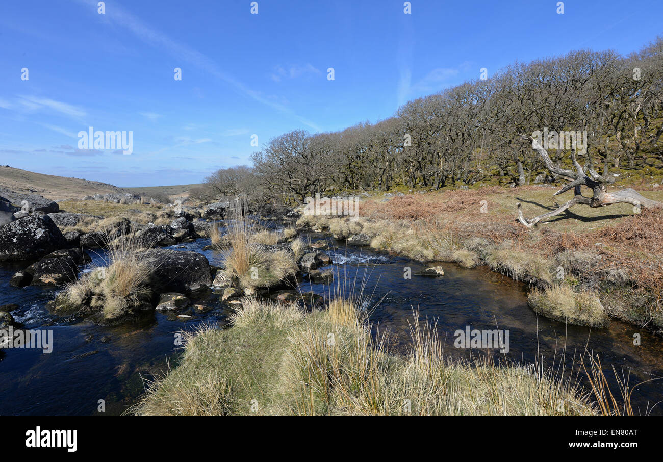 Nero a Tor Copse sul Parco Nazionale di Dartmoor. Alta altitudine bosco di querce sulla West Okement fiume. Rocce di granito, licheni e muschi. Foto Stock