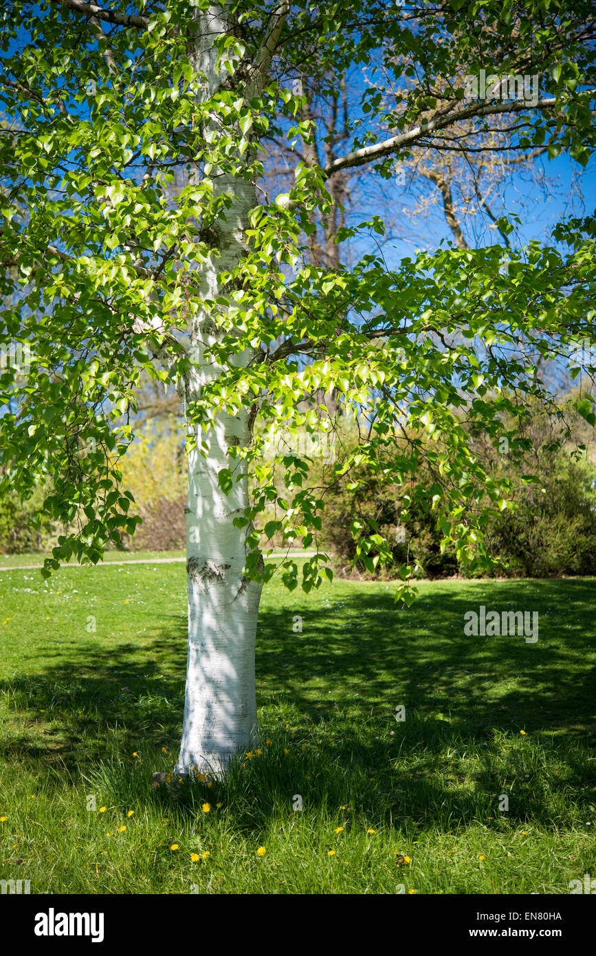 Corteccia bianco su una betulla trunk in Sheffield Botanical gardens. Sole primaverile e le nuove foglie verdi. Foto Stock