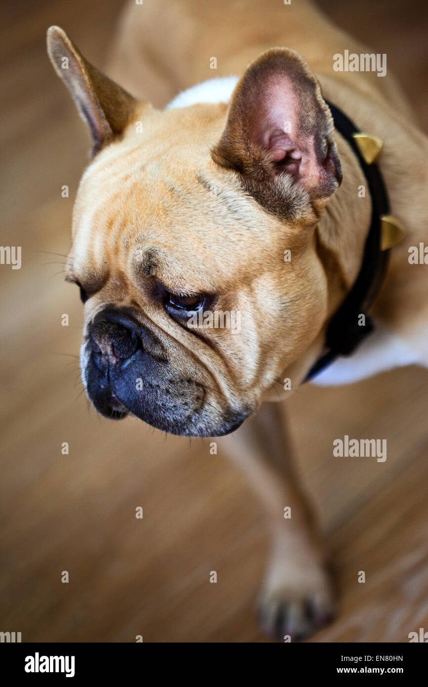 Close up di un giovane Bulldog inglese Foto Stock