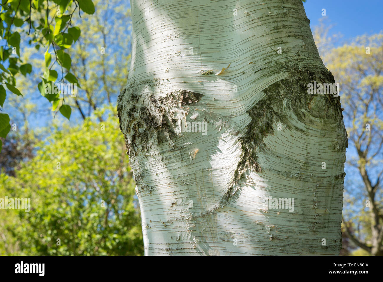 Corteccia bianco su una betulla trunk in Sheffield Botanical gardens. Foto Stock