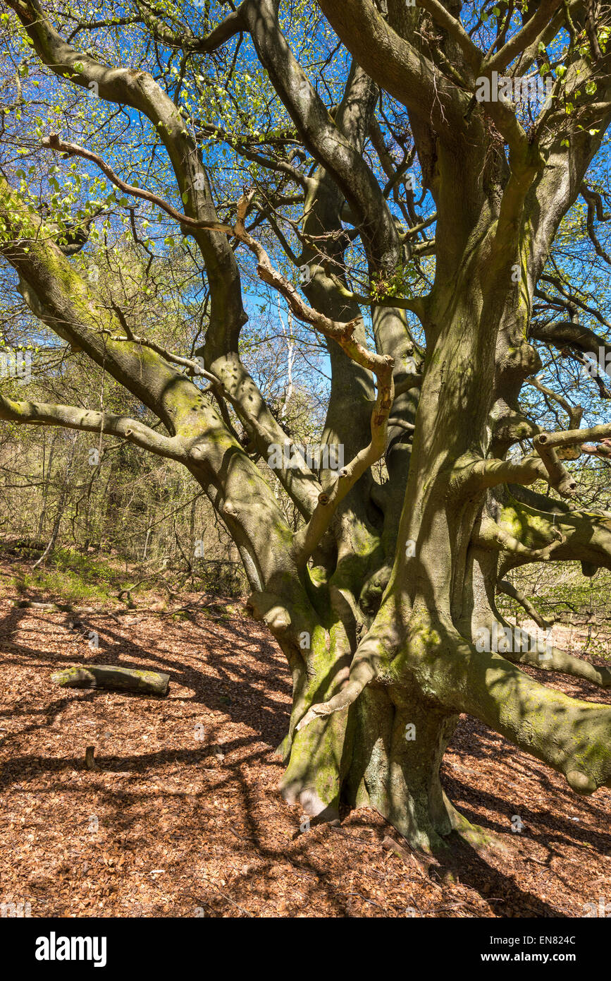 Vecchio faggio con solido tronco e rami di grandi dimensioni. Le ombre proiettate dalla forte luce del sole di primavera. Foto Stock