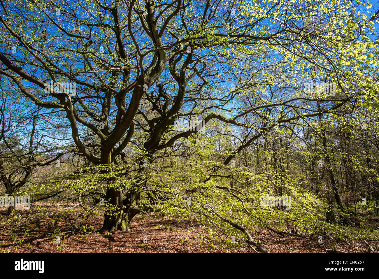 Cercando nella calotta una matura faggio con fresche foglie nuove incandescente nel sole di primavera. Foto Stock